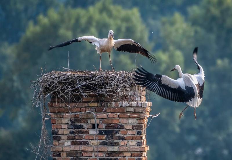 Professional Chimney Animal Removal Services in Livonia, Michigan