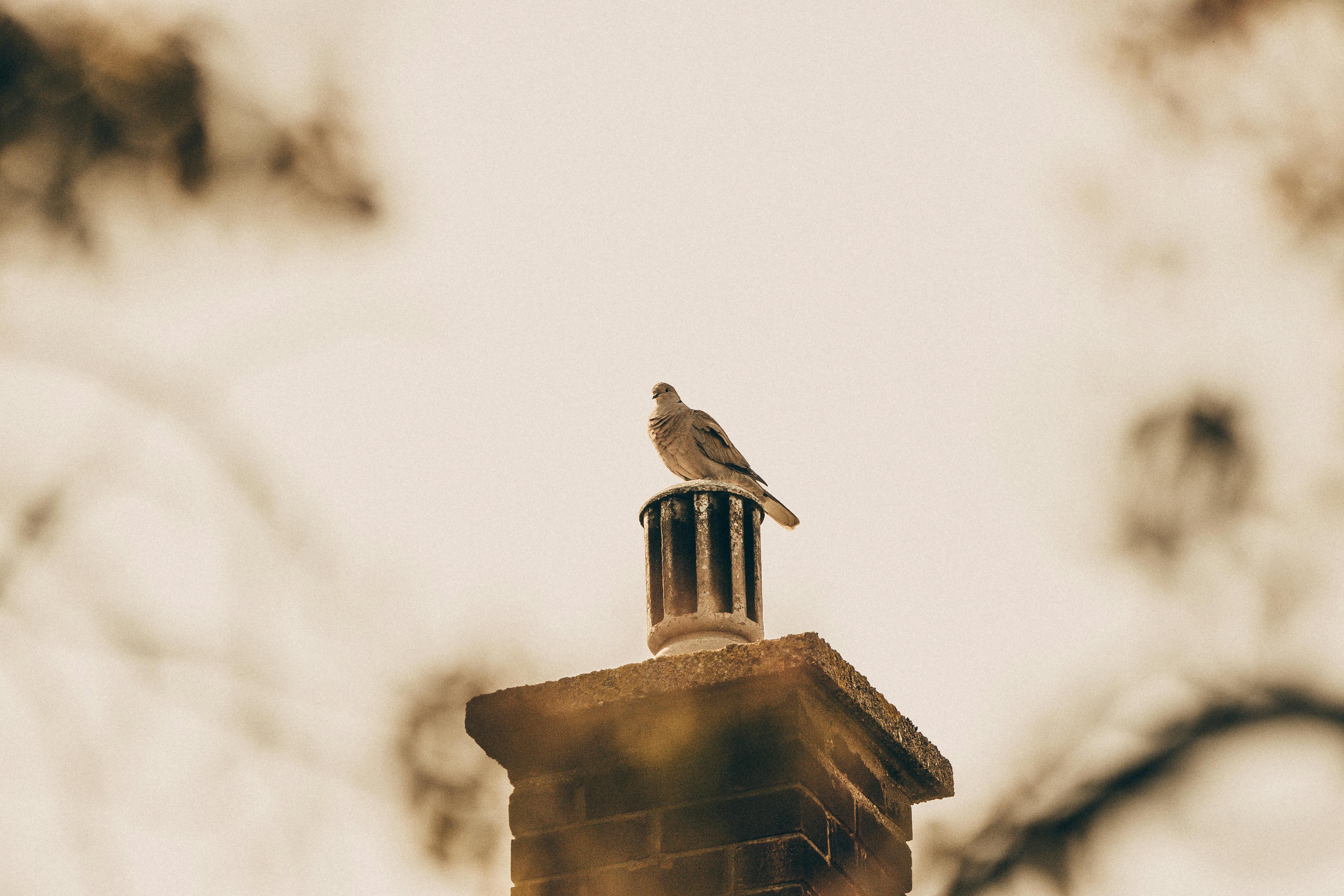 Expert Chimney Cap Installation in Livonia, Michigan